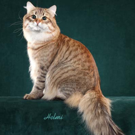 browntabby
