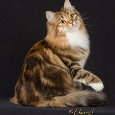classictabby