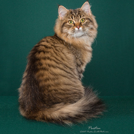 mackereltabby