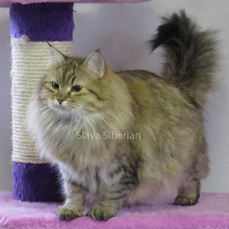 spottedtabby